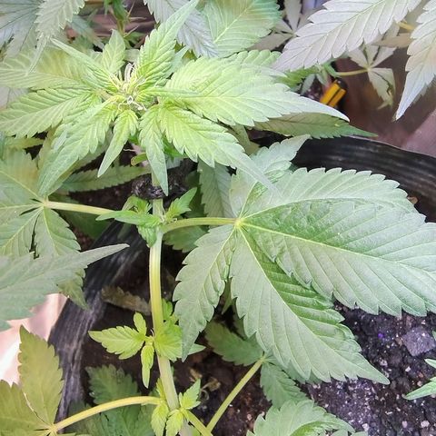 Purple lemonade#2 growlog timeline photo