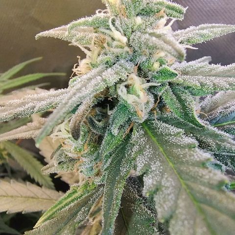Diabo rojo growlog timeline photo