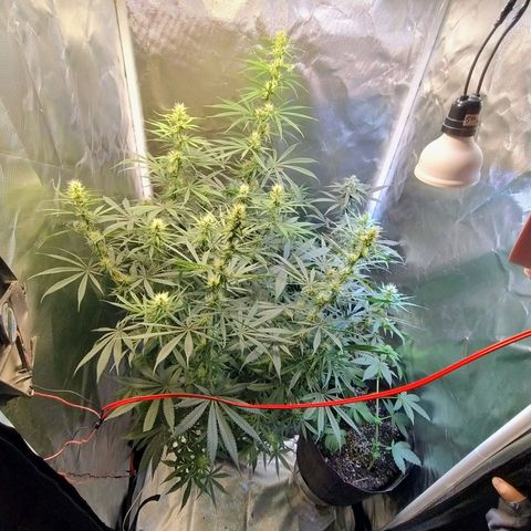 #skunk1 growlog timeline photo