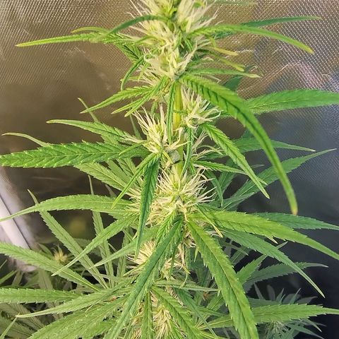 #skunk1 growlog timeline photo