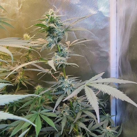 Diabo rojo growlog timeline photo