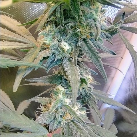 Diabo rojo growlog timeline photo