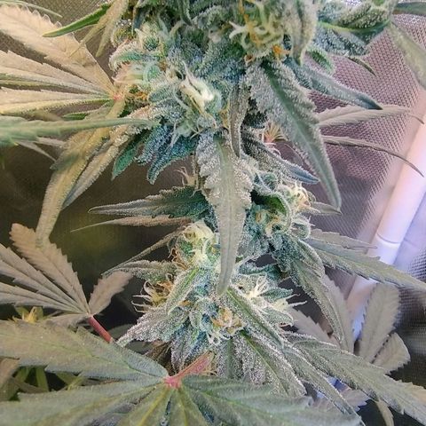 Diabo rojo growlog timeline photo