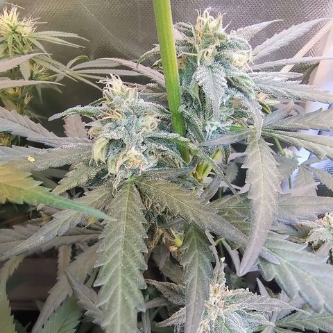 Diabo rojo growlog timeline photo