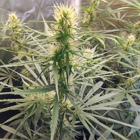 #skunk1 growlog timeline photo
