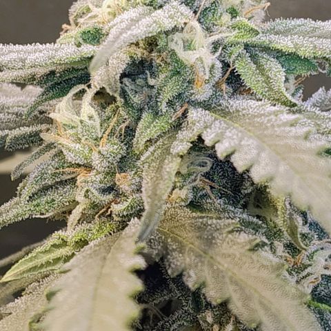 Diabo rojo growlog timeline photo
