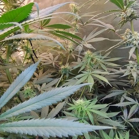 Diabo rojo growlog timeline photo