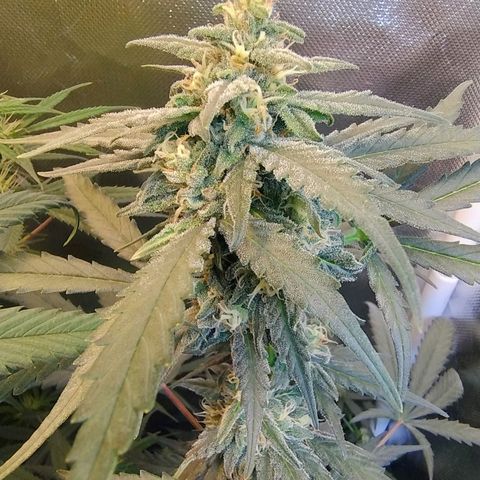Diabo rojo growlog timeline photo