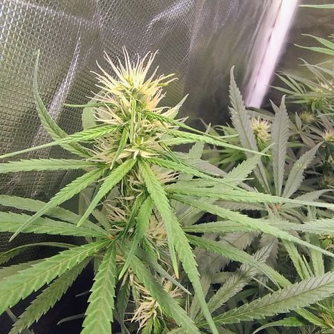 #skunk1 growlog timeline photo