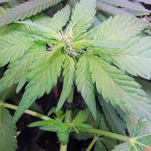 Purple lemonade#2 growlog timeline photo