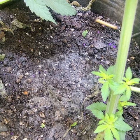 Purple lemonade#2 growlog timeline photo