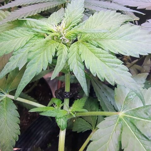 Purple lemonade#2 growlog timeline photo