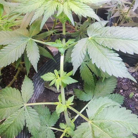 Purple lemonade#2 growlog timeline photo