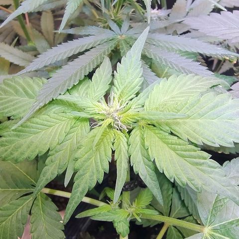 Purple lemonade#2 growlog timeline photo