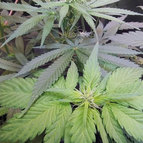 Purple lemonade#2 growlog timeline photo