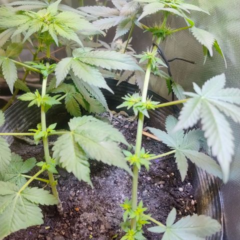 Purple lemonade#2 growlog timeline photo
