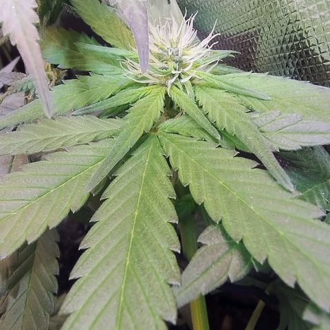 Purple lemonade growlog timeline photo