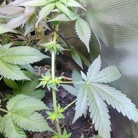 Purple lemonade growlog timeline photo