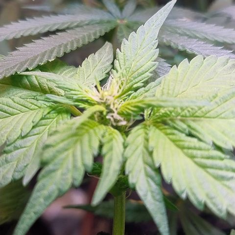 Purple lemonade#2 growlog timeline photo