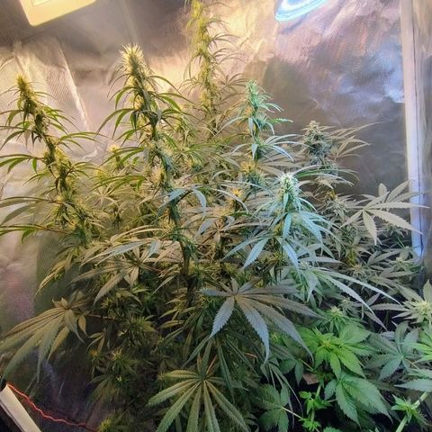 #skunk1 growlog timeline photo