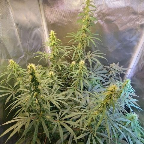 #skunk1 growlog timeline photo