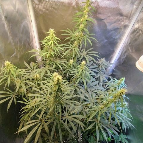 #skunk1 growlog timeline photo