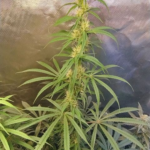 #skunk1 growlog timeline photo