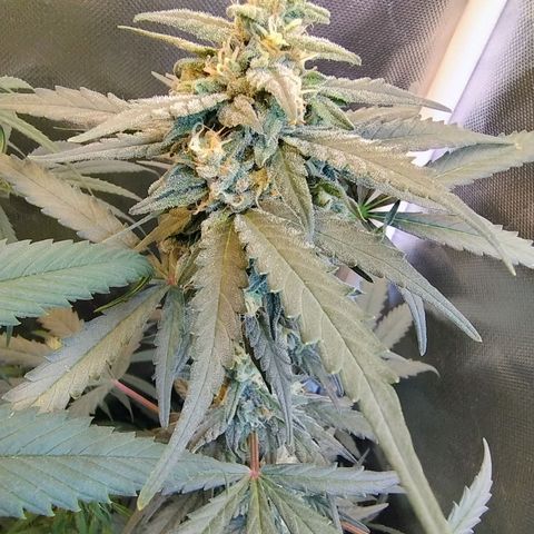 Diabo rojo growlog timeline photo