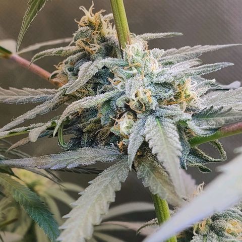 Diabo rojo growlog timeline photo