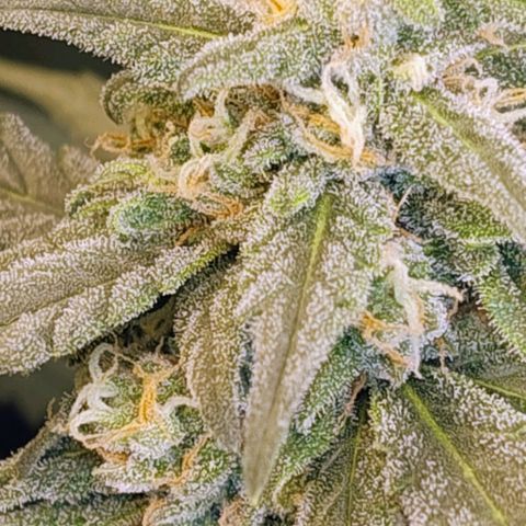 Diabo rojo growlog timeline photo