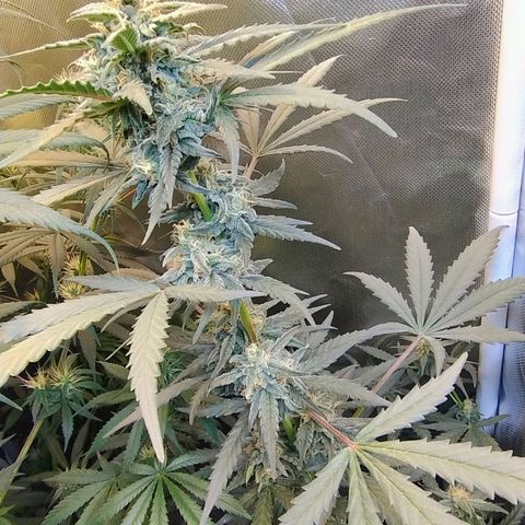 Diabo rojo growlog timeline photo
