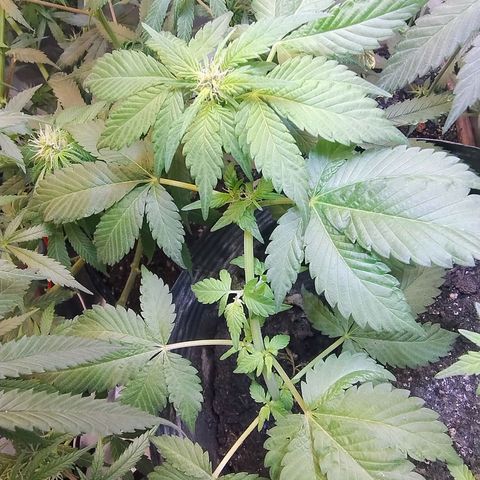 Purple lemonade#2 growlog timeline photo