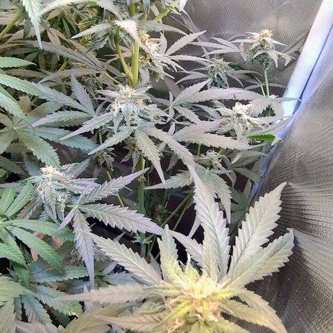 Diabo rojo growlog timeline photo
