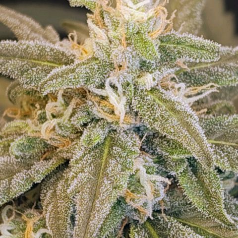 Diabo rojo growlog timeline photo