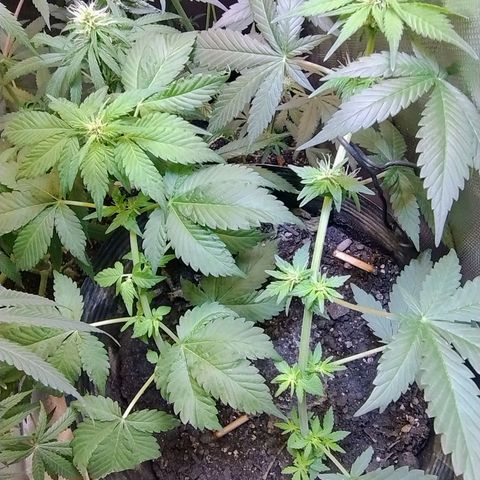 Purple lemonade#2 growlog timeline photo