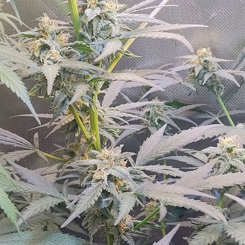 Diabo rojo growlog timeline photo