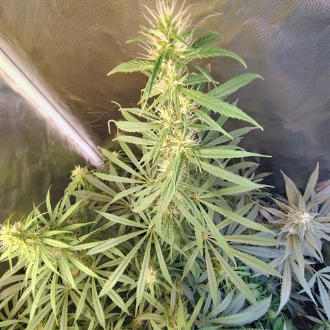 #skunk1 growlog timeline photo