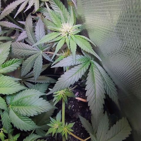 Purple lemonade growlog timeline photo