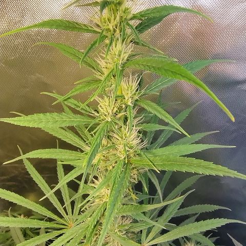 #skunk1 growlog timeline photo