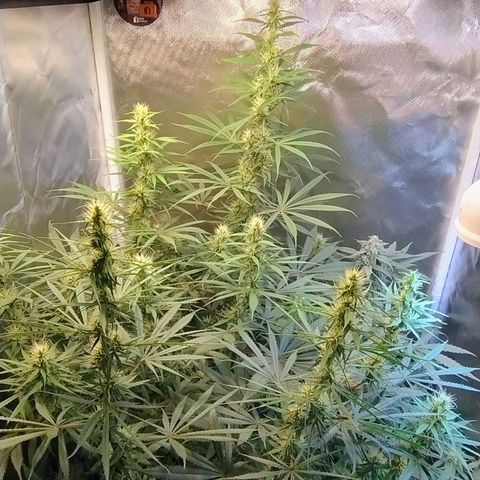 #skunk1 growlog timeline photo