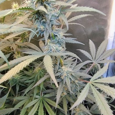 Diabo rojo growlog timeline photo