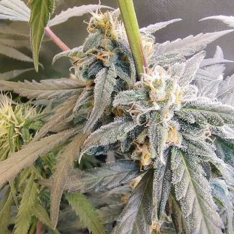Diabo rojo growlog timeline photo
