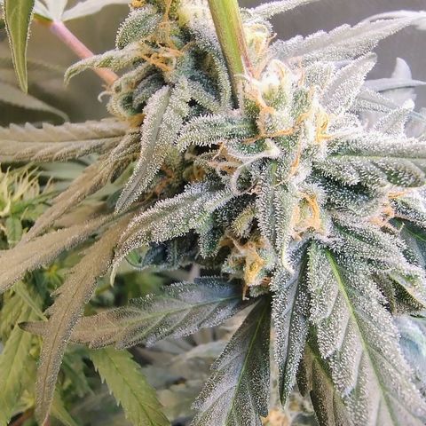 Diabo rojo growlog timeline photo