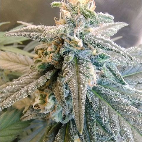 Diabo rojo growlog timeline photo