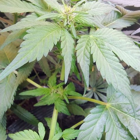 Purple lemonade#2 growlog timeline photo