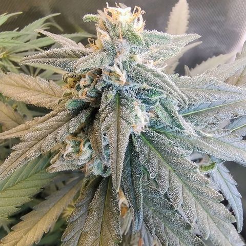 Diabo rojo growlog timeline photo