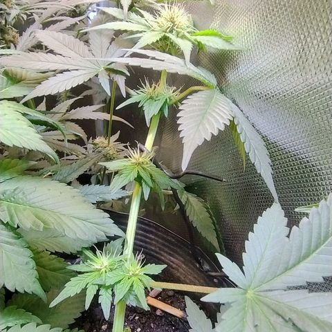 Purple lemonade growlog timeline photo