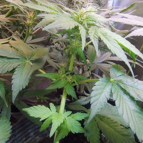 Purple lemonade growlog timeline photo