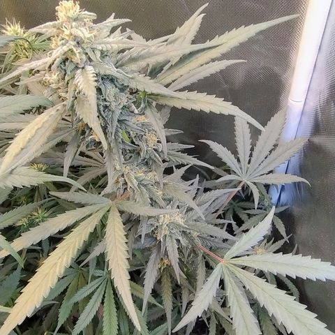 Diabo rojo growlog timeline photo