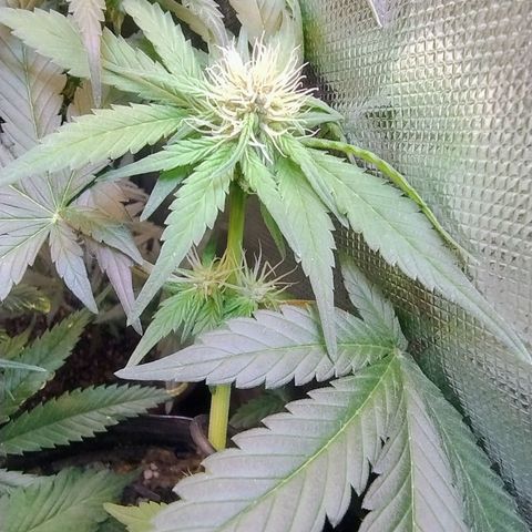 Purple lemonade#2 growlog timeline photo
